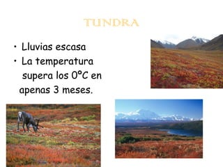 TUNDRA
• Lluvias escasa
• La temperatura
supera los 0ºC en
apenas 3 meses.

 