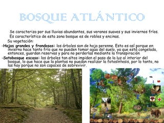 BOSQUE ATLÁNTICO
Se caracteriza por sus lluvias abundantes, sus veranos suaves y sus inviernos fríos.
Es característico de esta zona bosque es de robles y encinas.
Su vegetación:
-Hojas grandes y frondosas: los árboles son de hoja perenne. Esto es así porque en
invierno hace tanto frío que no pueden tomar agua del suelo, ya que está congelada,
entonces, guardan reservas y para no perderlas mediante la transpiración
-Sotobosque escaso: los árboles tan altos impiden el paso de la luz al interior del
bosque, lo que hace que la plantas no puedan realizar la fotosíntesis, por lo tanto, no
las hay porque no son capaces de sobrevivir.

 
