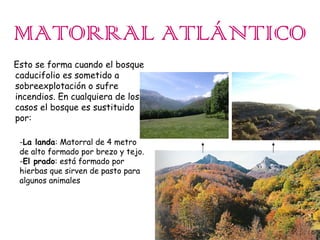 MATORRAL ATLÁNTICO
Esto se forma cuando el bosque
caducifolio es sometido a
sobreexplotación o sufre
incendios. En cualquiera de los
casos el bosque es sustituido
por:
-La landa: Matorral de 4 metro
de alto formado por brezo y tejo.
-El prado: está formado por
hierbas que sirven de pasto para
algunos animales

 