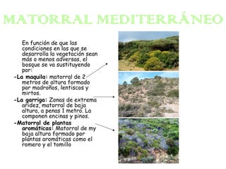 MATORRAL MEDITERRÁNEO
En función de que las
condiciones en las que se
desarrolla la vegetación sean
más o menos adversas, el
bosque se va sustituyendo
por:
-La maquila: matorral de 2
metros de altura formado
por madroños, lentiscos y
mirtos.
-La garriga: Zonas de extrema
aridez, matorral de baja
altura, a penas 1 metro. La
componen encinas y pinos.
-Matorral de plantas
aromáticas: Matorral de my
baja altura formado por
plantas aromáticas como el
romero y el tomillo

 