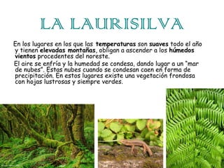 LA LAURISILVA
En los lugares en los que las temperaturas son suaves todo el año
y tienen elevadas montañas, obligan a ascender a los húmedos
vientos procedentes del noreste.
El aire se enfría y la humedad se condesa, dando lugar a un “mar
de nubes”. Estas nubes cuando se condesan caen en forma de
precipitación. En estos lugares existe una vegetación frondosa
con hojas lustrosas y siempre verdes.

 