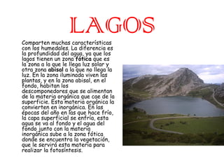 LAGOS

Comparten muchas características
con los humedales. La diferencia es
la profundidad del agua, ya que los
lagos tienen un zona fótica que es
la zona a la que le llega luz solar y
otra zona abisal a la que no llega la
luz. En la zona iluminada viven las
plantas, y en la zona abisal, en el
fondo, habitan los
descomponedores que se alimentan
de la materia orgánica que cae de la
superficie. Esta materia orgánica la
convierten en inorgánica. En las
épocas del año en las que hace frío,
la capa superficial se enfría, esta
agua se va al fondo y el agua del
fondo junto con la materia
inorgánica sube a la zona fótica
donde se encuentra la vegetación,
que le servirá esta materia para
realizar la fotosíntesis.

 