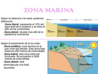 ZONA MARINA
Según la distancia a la costa, podemos
diferenciar:
-Zona litoral: representa el 10% del
agua total de lo océanos y se sitúa al
lado de los continentes.
-Zona abisal: situada mas allá de la
plataforma continental.

Según la penetración de la luz solar:
-Zona eufótica: zona ilumina en la
que viven las plantas. Esta zona lega
hasta los 200 metros de profundidad.
-Zona batial: esta zona está mal
iluminada. Se encuentra a 2000
metros de profundidad.
-Zona abisal: está
dominada por una total
oscuridad.

 