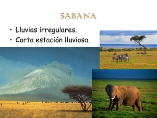 SABANA
• Lluvias irregulares.
• Corta estación lluviosa.

 