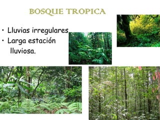 BOSQUE TROPICA
• Lluvias irregulares.
• Larga estación
lluviosa.

 