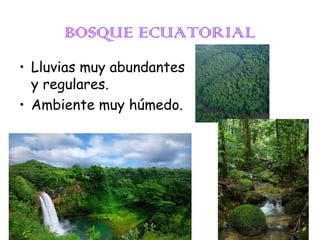 BOSQUE ECUATORIAL
• Lluvias muy abundantes
y regulares.
• Ambiente muy húmedo.

 