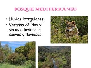 BOSQUE MEDITERRÁNEO
• Lluvias irregulares.
• Veranos cálidos y
secos e inviernos
suaves y lluviosos.

 