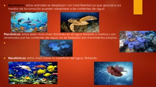  Nectónicos: estos animales se desplazan con total libertad ya que gracias a sus
medios de locomoción pueden adaptarse a las corrientes de agua.
Plactónicos: estos seres vivos viven flotando en el agua terrestre o marina y son
arrastrados por las corrientes de agua, no se trasladan por movimientos propios.

 Neustónicos: estos viven sobre la superficie del agua, flotando.
 