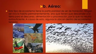 b. Aéreo:
 Este tipo de ecosistema tiene la particularidad de ser de transición. Ningún
ser vivo lo habita permanentemente, sino que tienen que descender a la
tierra para el descanso, alimentación o procreación, por lo que no resulta
autosuficiente. A causa de esto, algunos lo ubican dentro del ecosistema
terrestre.
 