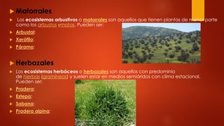  Matorrales
 Los ecosistemas arbustivos o matorrales son aquellos que tienen plantas de menor porte
como los arbustos ymatas. Pueden ser:
 Arbustal:
 Xerófilo:
 Páramo:
 Herbazales
 Los ecosistemas herbáceos o herbazales son aquellos con predominio
de hierbas (gramíneas) y suelen estar en medios semiáridos con clima estacional.
Pueden ser:
 Pradera:
 Estepa:
 Sabana:
 Pradera alpina:
 