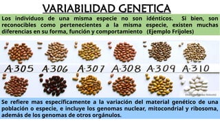 VARIABILIDAD GENETICA
Se refiere mas específicamente a la variación del material genético de una
población o especie, e incluye los genomas nuclear, mitocondrial y ribosoma,
además de los genomas de otros orgánulos.
Los individuos de una misma especie no son idénticos. Si bien, son
reconocibles como pertenecientes a la misma especie, existen muchas
diferencias en su forma, función y comportamiento (Ejemplo Frijoles)
 