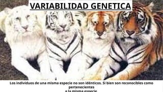 Los individuos de una misma especie no son idénticos. Si bien son reconocibles como
pertenecientes
VARIABILIDAD GENETICA
 