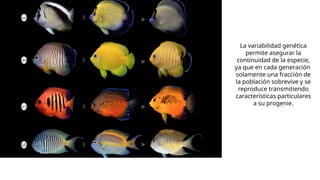 La variabilidad genética
permite asegurar la
continuidad de la especie,
ya que en cada generación
solamente una fracción de
la población sobrevive y se
reproduce transmitiendo
características particulares
a su progenie.
 