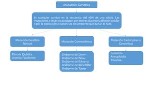 Es cualquier cambio en la secuencia del ADN de una célula. Las
mutaciones a veces se producen por errores durante la división celular
o por la exposición a sustancias del ambiente que dañan el ADN.
Mutación Genética
Mutación Genética
Puntual
Mutación Cromosómica Mutación Cariotípicas o
Genómicas
Fibrosis Quística
Anemia Falciforme
Síndrome de Down
Síndrome de Patau
Síndrome de Edwards
Síndrome de Klinefelter
Síndrome de Turner
Euploidia.
Aneuploidía
Trisomía..
 