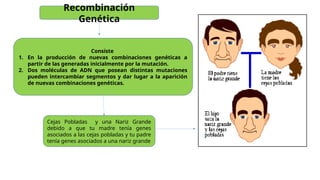 Recombinación
Genética
Consiste
1. En la producción de nuevas combinaciones genéticas a
partir de las generadas inicialmente por la mutación.
2. Dos moléculas de ADN que posean distintas mutaciones
pueden intercambiar segmentos y dar lugar a la aparición
de nuevas combinaciones genéticas.
Cejas Pobladas y una Nariz Grande
debido a que tu madre tenía genes
asociados a las cejas pobladas y tu padre
tenía genes asociados a una nariz grande
 
