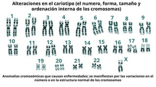 Alteraciones en el cariotipo (el numero, forma, tamaño y
ordenación interna de los cromosomas)
Anomalias cromosómicas que causan enfermedades; se manifiestan por las variaciones en el
número o en la estructura normal de los cromosomas
 