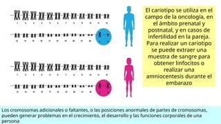 El cariotipo se utiliza en el
campo de la oncología, en
el ámbito prenatal y
postnatal, y en casos de
infertilidad en la pareja.
Para realizar un cariotipo
se puede extraer una
muestra de sangre para
obtener linfocitos o
realizar una
amniocentesis durante el
embarazo
Los cromosomas adicionales o faltantes, o las posiciones anormales de partes de cromosomas,
pueden generar problemas en el crecimiento, el desarrollo y las funciones corporales de una
persona
 