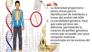 1. La diversidad proporciona
pistas unicas para la
identificacion de individuos a
traves del analisis del ADN
2. La variabilidad genetica; hace
que cada persona sea
diferente, permitiendo la
creacion de perfiles geneticos
unicos que se puede usar para
comparar muestras
encontradas en las escenas del
crimen.
 