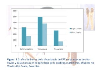Figura. 1  Grafico de barras de la abundancia de EPT en las épocas de altas lluvias y bajas Lluvias en la parte baja de la quebrada Sardineros, afluente rio Verde, Alto Cauca, Colombia. 