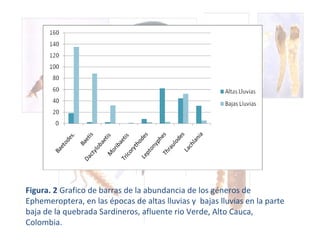 Figura. 2  Grafico de barras de la abundancia de los géneros de Ephemeroptera, en las épocas de altas lluvias y  bajas lluvias en la parte baja de la quebrada Sardineros, afluente rio Verde, Alto Cauca, Colombia. 