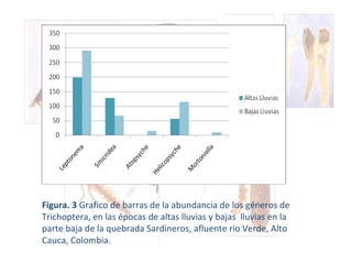 Figura. 3  Grafico de barras de la abundancia de los géneros de Trichoptera, en las épocas de altas lluvias y bajas  lluvias en la parte baja de la quebrada Sardineros, afluente rio Verde, Alto Cauca, Colombia. 