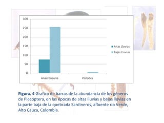 Figura. 4  Grafico de barras de la abundancia de los géneros de Plecóptera, en las épocas de altas lluvias y bajas lluvias en la parte baja de la quebrada Sardineros, afluente rio Verde, Alto Cauca, Colombia.       