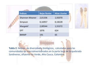 Tabla 2.  Índices  de diversidad y biológicos,  calculados para las comunidades de macroinvertebrados en la parte baja de la quebrada Sardineros, afluente rio Verde, Alto Cauca, Colombia. Índices  Bajas lluvias Altas Lluvias  Shannon-Weaner  2,01336  1,92070  Simpson  0,16957  0,18228  Margalef  2,00544  1,55372  EPT  1076 624 BMWP  191 65 