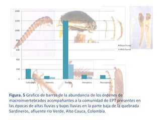 Figura. 5  Grafico de barras de la abundancia de los órdenes de macroinvertebrados acompañantes a la comunidad de EPT presentes en las épocas de altas lluvias y bajas lluvias en la parte baja de la quebrada Sardineros, afluente rio Verde, Alto Cauca, Colombia.  