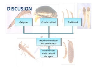 DISCUSION Oxigeno Baja biodiversidad Alta dominancia Disminución en la calidad del agua Conductividad Turbiedad 