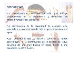 CONCLUSIONES La estacionalidad es una variable que influye directamente en la abundancia y diversidad de macroinvertebrados acuáticos. La disminución de la diversidad de especies esta asociada a las condiciones de bajo oxigeno disuelto en el agua. Las  actividades que se llevan a cabo en la región contribuyen  a la disminución de la calidad del agua pasando de una muy buena en bajas lluvias a una aceptable en altas lluvias. 
