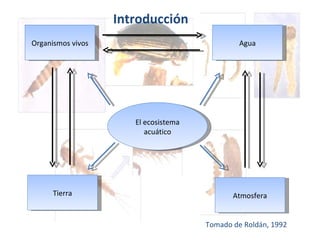 El ecosistema acuático Organismos vivos Tierra Atmosfera Agua Introducción Tomado de Roldán, 1992 