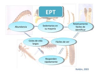 EPT Abundancia Responden rápidamente Fáciles de ver Ciclos de vida largos Relativamente fáciles de identificar Sedentarios en su mayoría Roldán, 2003 