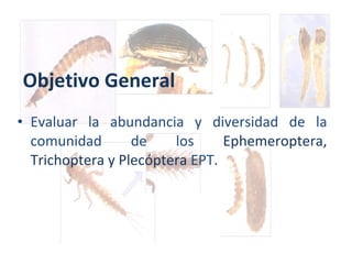 Objetivo General Evaluar la abundancia y diversidad de la comunidad de los  Ephemeroptera, Trichoptera y Plecóptera  EPT. 