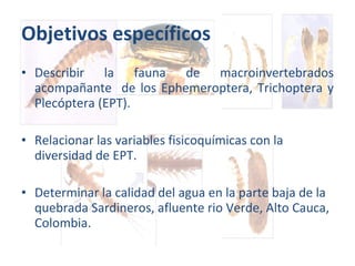 Objetivos específicos Describir la fauna de macroinvertebrados acompañante  de los Ephemeroptera, Trichoptera y Plecóptera (EPT). Relacionar las variables fisicoquímicas con la diversidad de EPT. Determinar la calidad del agua en la parte baja de la quebrada Sardineros, afluente rio Verde, Alto Cauca, Colombia. 