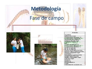 Metodología Fase de campo 