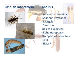 Fase  de laboratorio  Análisis Indices de diversidad Shannon y Weaner Margalef Simpson Indices biológicos Ephemeroptera-Plecóptera-Trichoptera (EPT) BMWP 