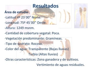 Resultados  Área de estudio -Latitud:4º 23´00” Norte. -Longitud: 75º 45´00” Oeste. - Altura : 1249 msnm. -Cantidad de cobertura vegetal: Poca. -Vegetación predominante: Gramíneas. -Tipo de sustrato: Rocoso. -Color del agua: Transparente (Bajas lluvias) Turbia (Altas lluvias) -Otras características: Zona ganadera y de cultivos. Vertimiento de aguas residuales. 