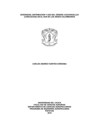DIVERSIDAD, DISTRIBUCIÓN Y USO DEL GÉNERO VASCONCELLEA
(CARICACEAE) EN EL SUR DE LOS ANDES COLOMBIANOS
CARLOS ANDRÉS FUERTES CÓRDOBA
UNIVERSIDAD DEL CAUCA
FACULTAD DE CIENCIAS AGRARIAS
DEPARTAMENTO DE CIENCIAS AGROPECUARIAS
PROGRAMA DE INGENIERÍA AGROPECUARIA
POPAYÁN
2019
 