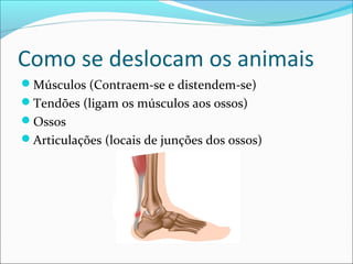 Como se deslocam os animais
Músculos (Contraem-se e distendem-se)
Tendões (ligam os músculos aos ossos)
Ossos
Articulações (locais de junções dos ossos)

 