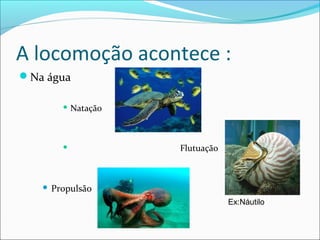 A locomoção acontece :
Na água
 Natação





Flutuação

Propulsão
Ex:Náutilo

 
