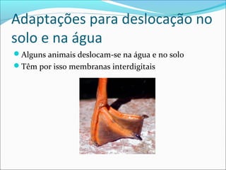 Adaptações para deslocação no
solo e na água
Alguns animais deslocam-se na água e no solo
Têm por isso membranas interdigitais

 