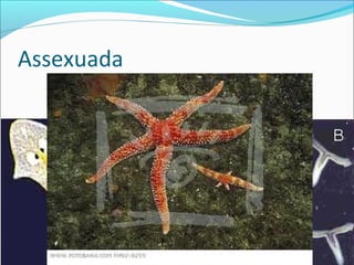 Assexuada

 
