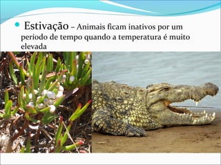 Estivação – Animais ficam inativos por um

período de tempo quando a temperatura é muito
elevada

 