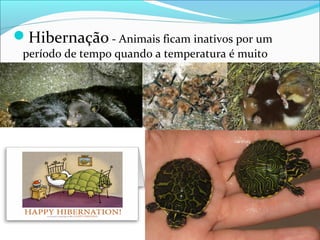 Hibernação - Animais ficam inativos por um
período de tempo quando a temperatura é muito
baixa

 