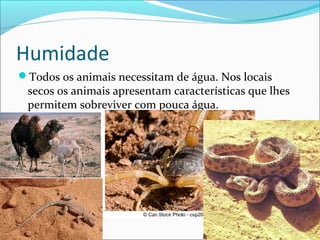 Humidade
Todos os animais necessitam de água. Nos locais

secos os animais apresentam características que lhes
permitem sobreviver com pouca água.

 