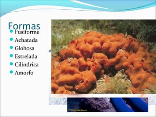 Formas
Fusiforme
Achatada
Globosa
Estrelada
Cilíndrica
Amorfo

 