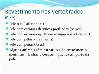 Revestimento nos Vertebrados
(Pele)

Pele nua (salamandra)
Pele com escamas dérmicas profundas (peixes)
Pele com escamas epidérmicas superficiais (Répteis)
Pele com pêlos (mamíferos)
Pele com penas (Aves)

Alguns animais têm estruturas de crescimento

contínuo – Unhas e cornos – que fazem parte da
pele

 