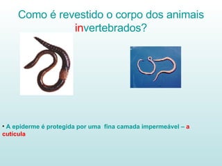 Como é revestido o corpo dos animais  in vertebrados? A epiderme é protegida por uma   fina camada impermeável –  a cutícula 