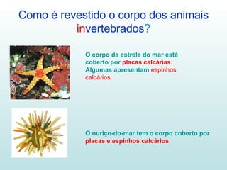 Como é revestido o corpo dos animais   in vertebrados ? O corpo da estrela do mar está coberto por   placas calcárias . Algumas apresentam   espinhos calcários. O ouriço-do-mar tem o corpo coberto por  placas e espinhos calcários 