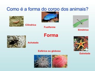 Como é a forma do corpo dos animais? Cilíndrica Fusiforme Simétrica Estrelada Esférica ou globosa Achatada Forma 